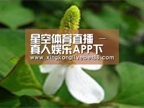 产品名称三